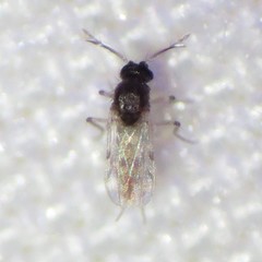 Culicoides