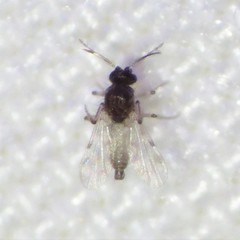 Culicoides