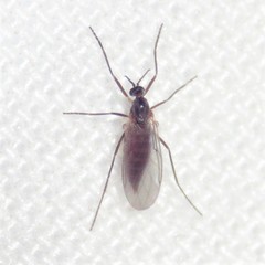 Lestremiinae