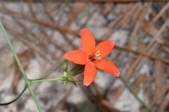 Silene subciliata