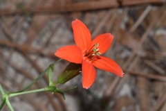 Silene subciliata
