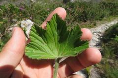 Pelargonium cucullatum cucullatum