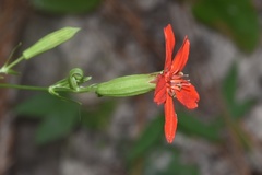 Silene subciliata