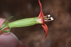 Silene subciliata