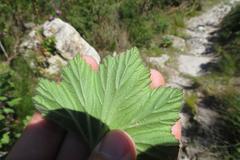 Pelargonium cucullatum cucullatum