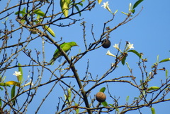 Chloropsis sonnerati