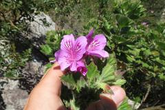 Pelargonium cucullatum cucullatum