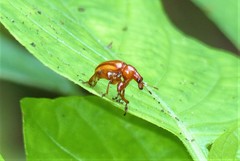 Paramecolabus feae