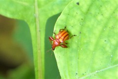 Paramecolabus feae