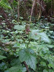 Tolmiea diplomenziesii