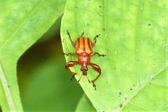 Paramecolabus feae