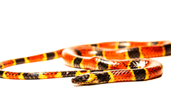 Pliocercus elapoides