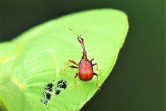 Paracycnotrachelus