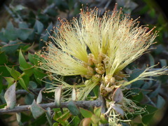 Melaleuca longistaminea