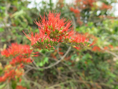 Combretum microphyllum