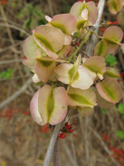Combretum microphyllum