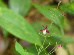 Pulchranthus congestus