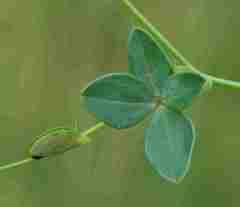 Zornia capensis capensis