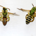 Agapostemon texanus - Photo (c) Paul Meredith, alguns direitos reservados (CC BY-NC), enviado por Paul Meredith