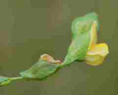 Zornia capensis capensis