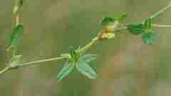 Zornia capensis capensis