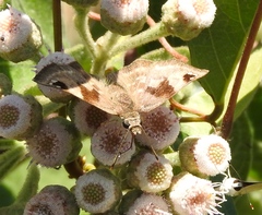Arteurotia tractipennis