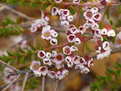 Thryptomene