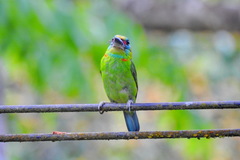 Psilopogon mystacophanos