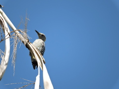 Melanerpes aurifrons