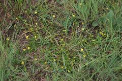 Zornia capensis capensis