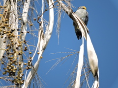 Melanerpes aurifrons
