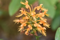 Platanthera chapmanii