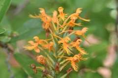 Platanthera chapmanii