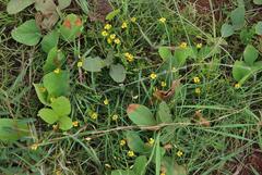 Zornia capensis capensis