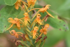 Platanthera chapmanii