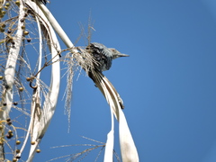 Melanerpes aurifrons