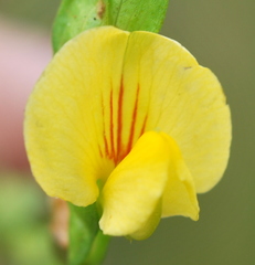 Zornia capensis capensis