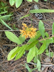 Platanthera chapmanii