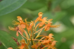 Platanthera chapmanii