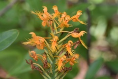 Platanthera chapmanii