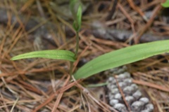 Platanthera chapmanii