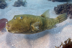 Feroxodon multistriatus