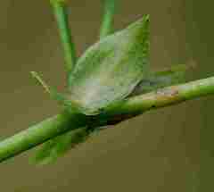 Zornia capensis capensis