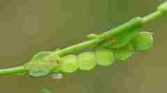 Zornia capensis capensis