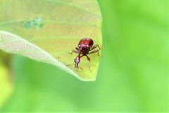 Paracycnotrachelus