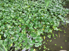 Nuphar japonica