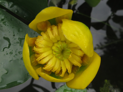 Nuphar japonica