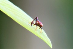 Paracycnotrachelus