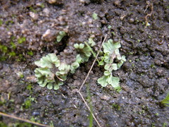 Riccia beyrichiana
