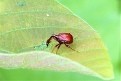 Paracycnotrachelus